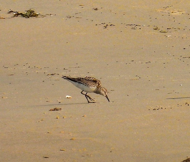 eBird Checklist - 3 Jun 2025 - Rudee Inlet - 10 species