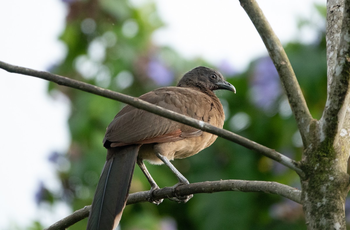 Gray-headed Chachalaca - ML637028685