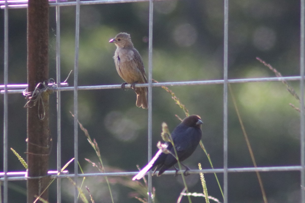 Brown-headed Cowbird - ML637028701