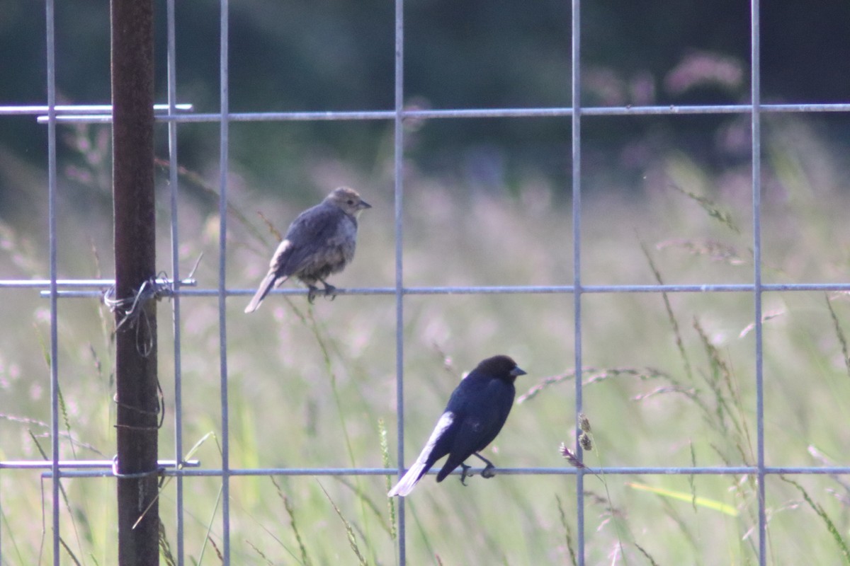 Brown-headed Cowbird - ML637028705