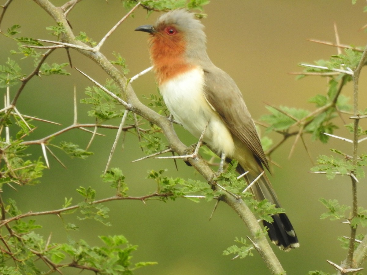 Dwarf Cuckoo - ML637028722