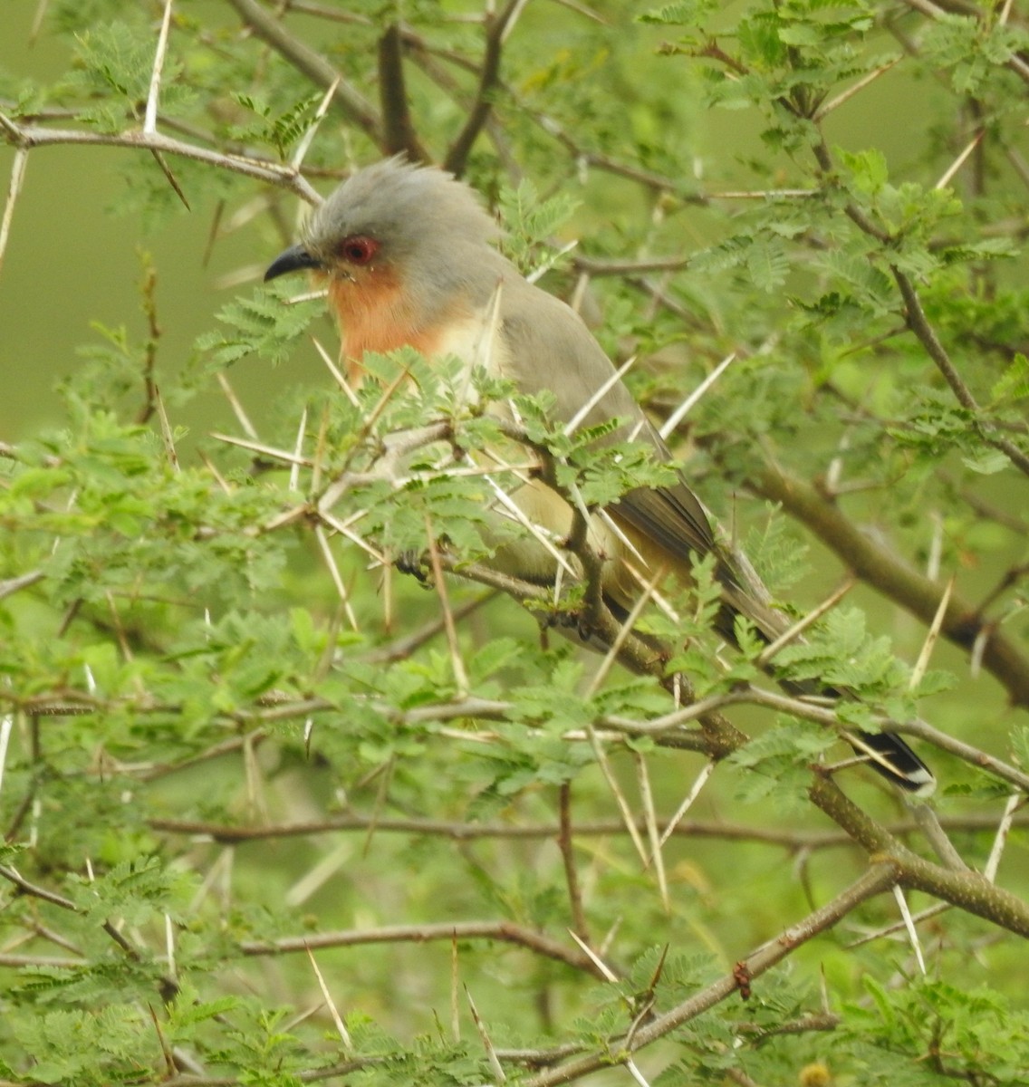 Dwarf Cuckoo - ML637028805