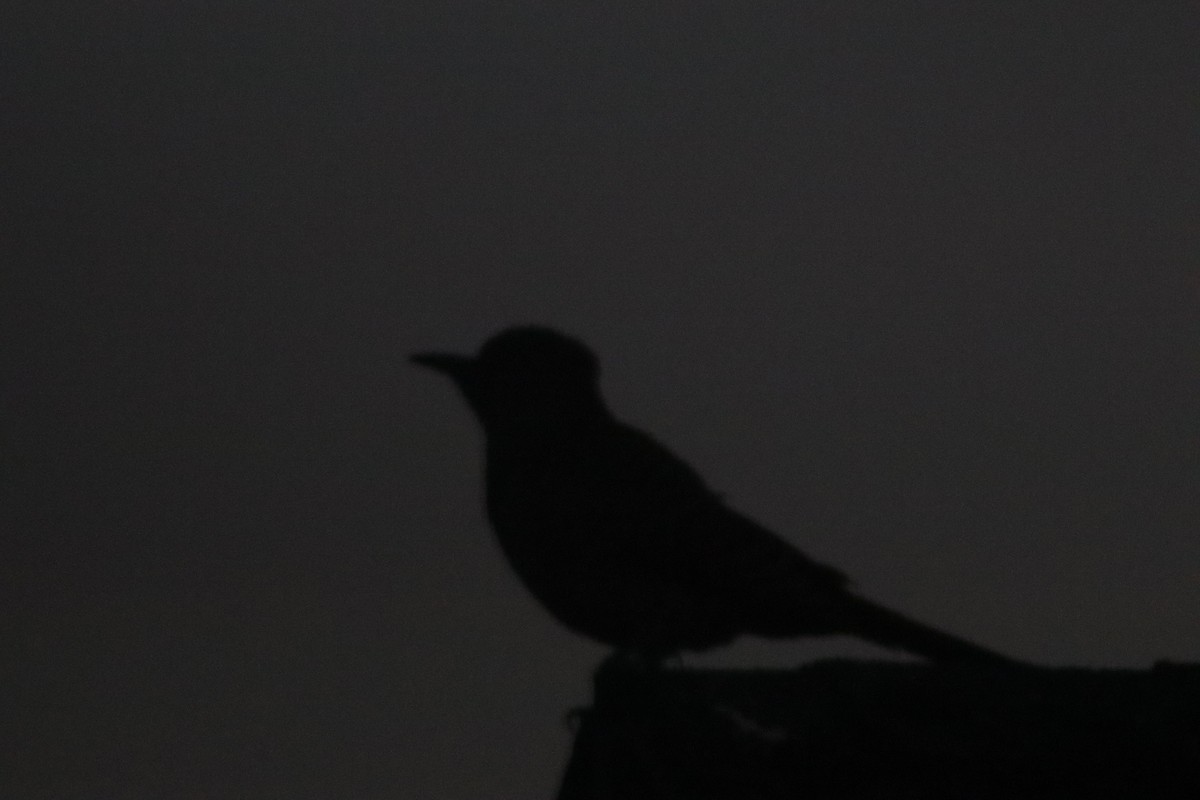 Northern Flicker - ML637028830