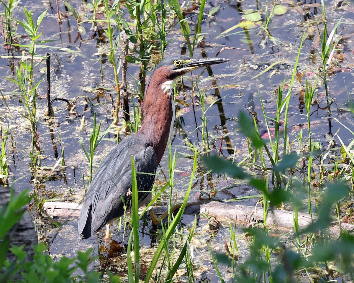 Green Heron - ML637028839