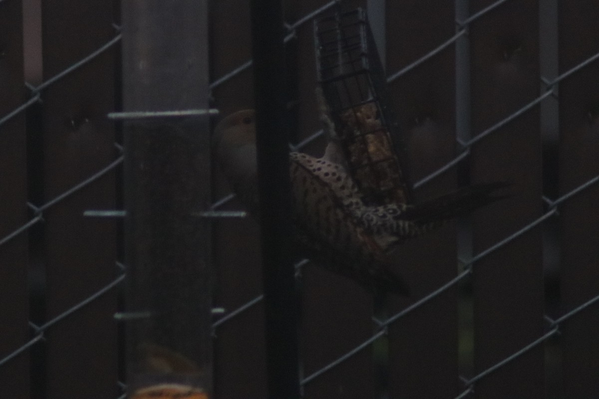 Northern Flicker - ML637028840