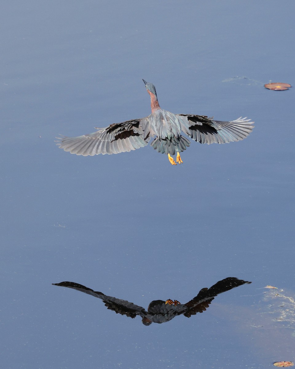 Green Heron - ML637028848