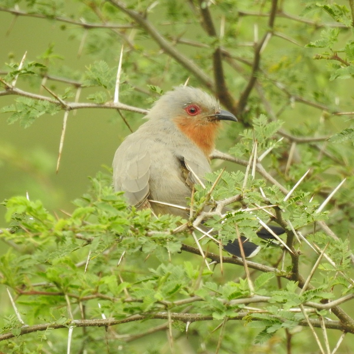 Dwarf Cuckoo - ML637028854