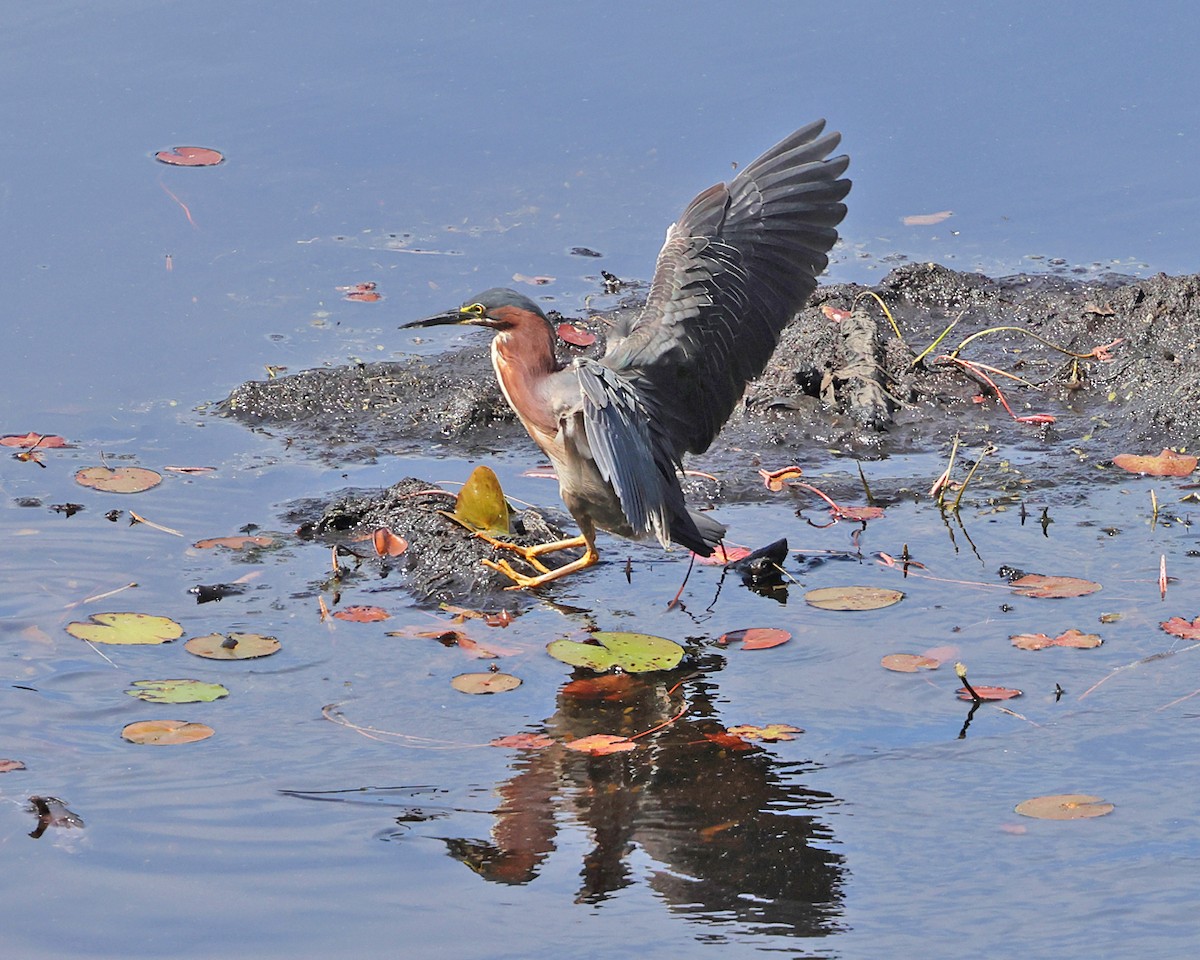Green Heron - ML637028855