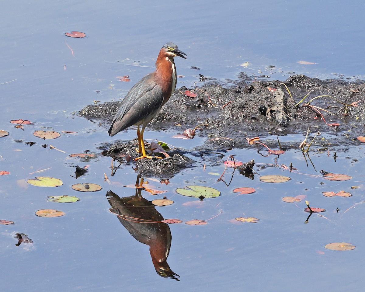 Green Heron - ML637028857