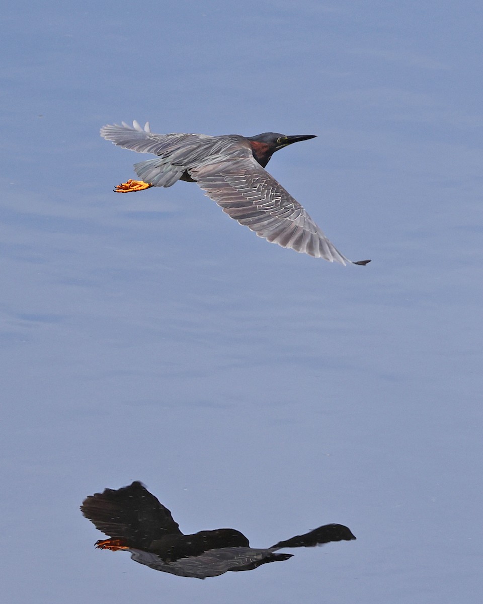 Green Heron - ML637028864