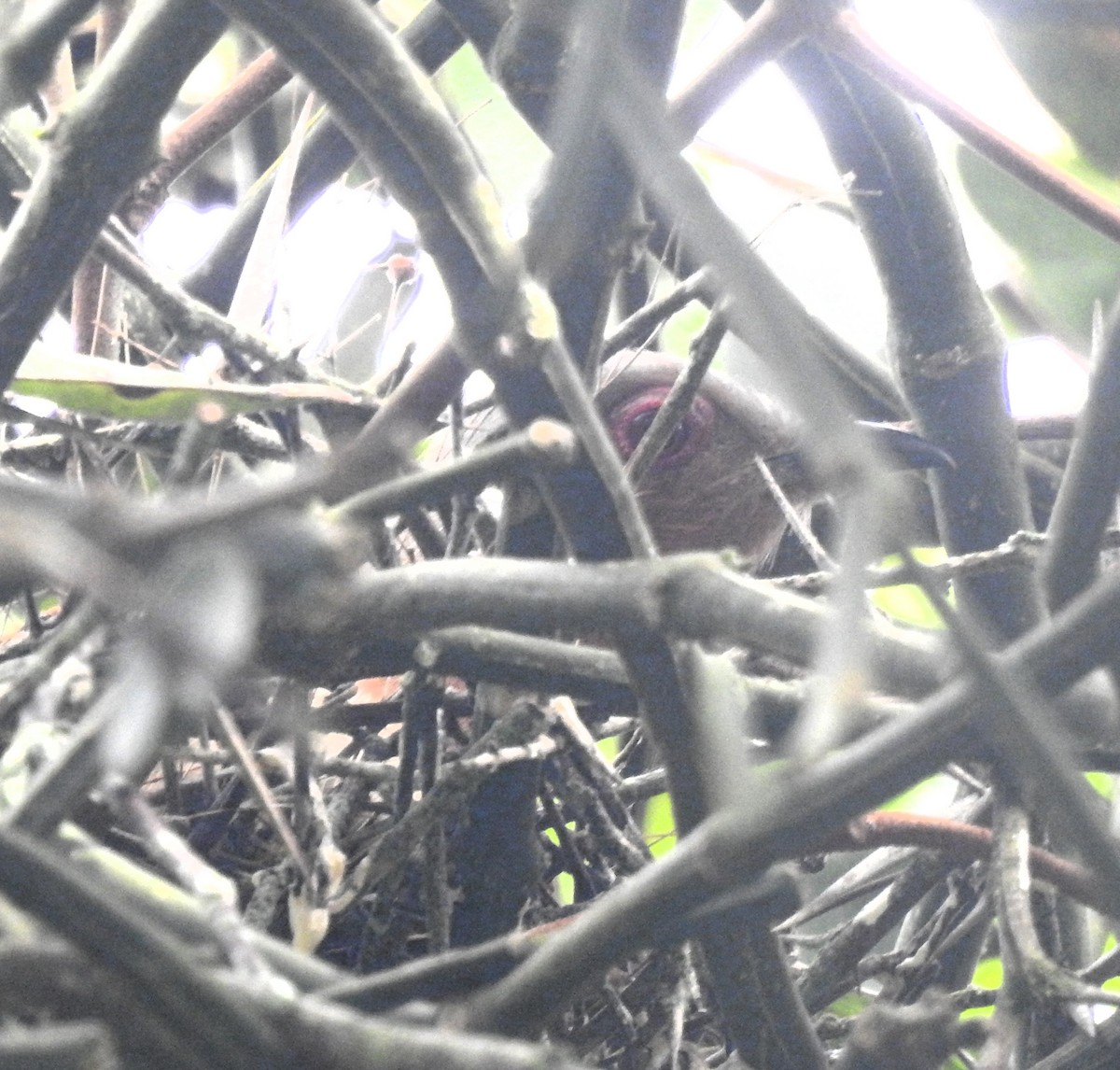 Dwarf Cuckoo - ML637028904
