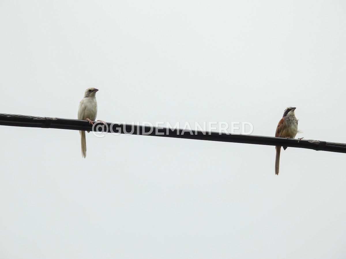 Stripe-headed Sparrow - ML637029114