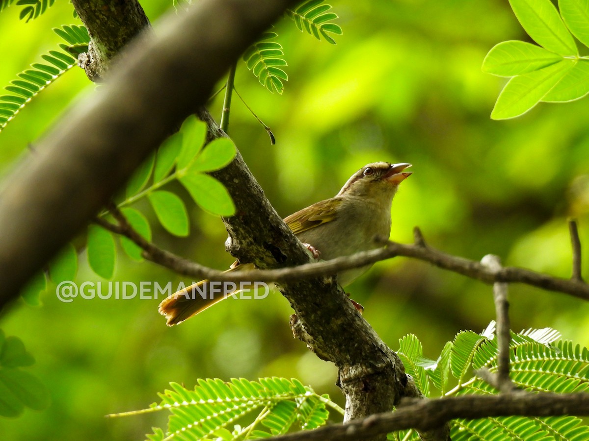 Olive Sparrow - ML637029135