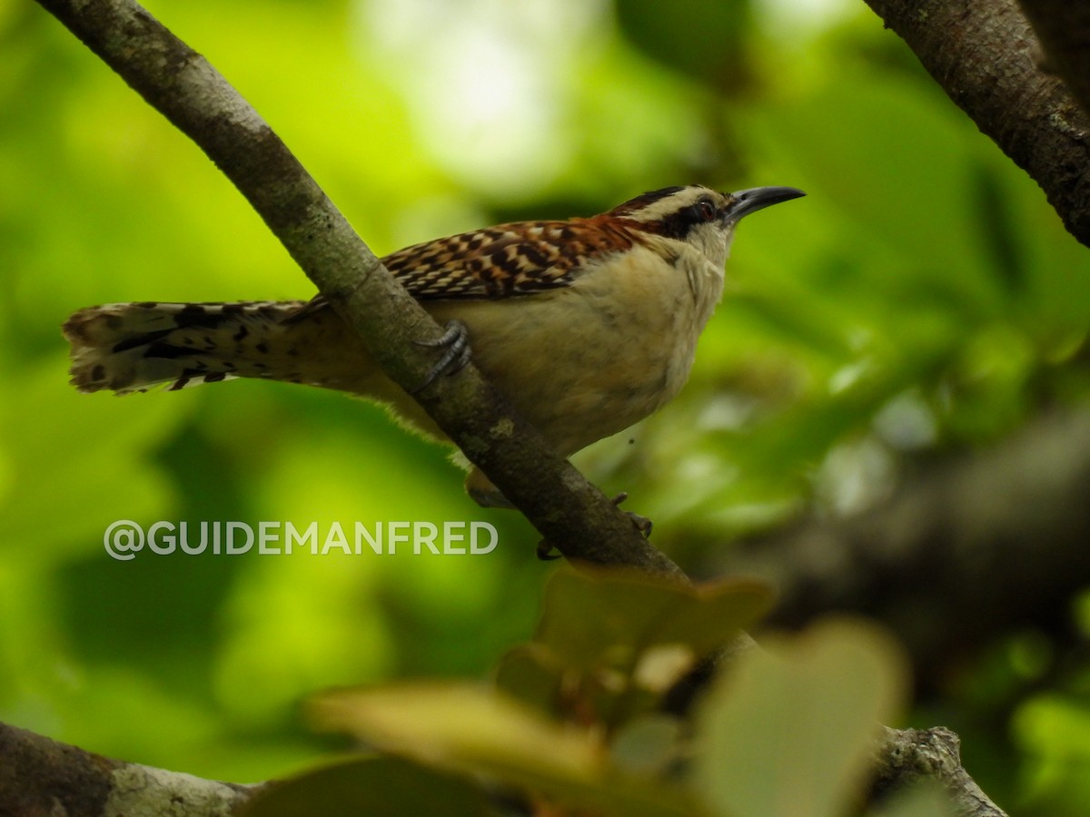 Rufous-backed Wren - ML637029144