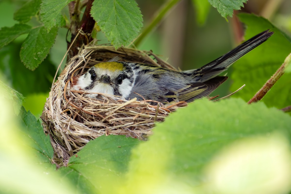 Chestnut-sided Warbler - Vic Laubach