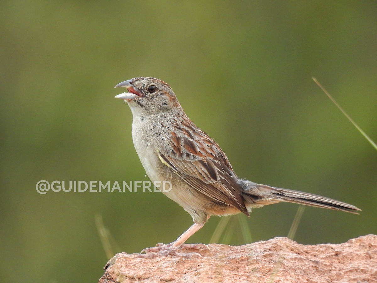 Botteri's Sparrow - ML637029226