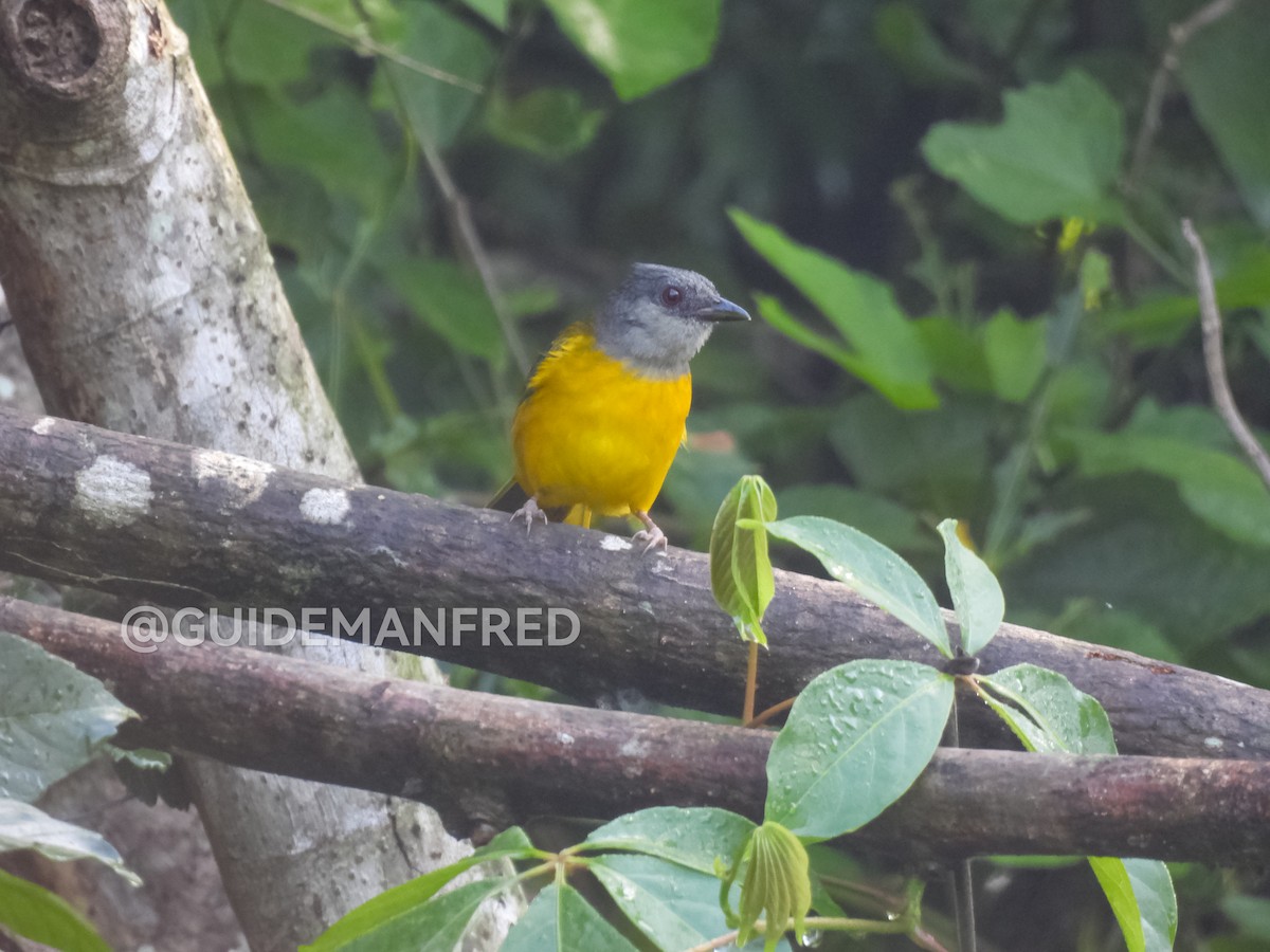 Gray-headed Tanager - ML637029242