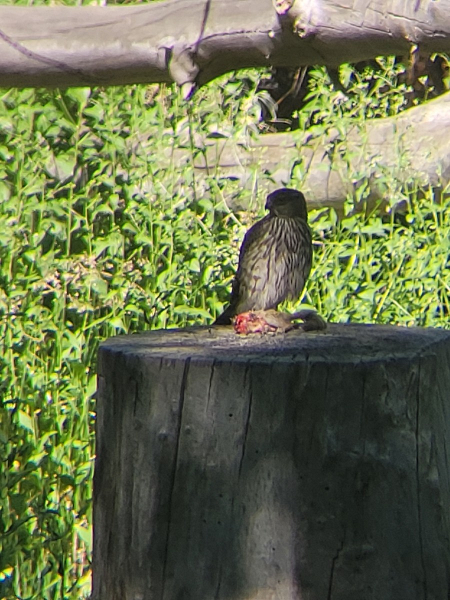 jestřáb americký - ML637029255