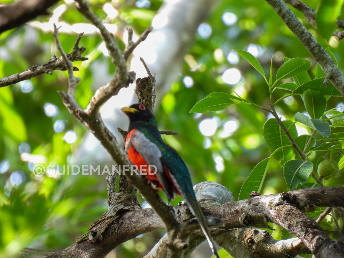 Elegant Trogon - ML637029267