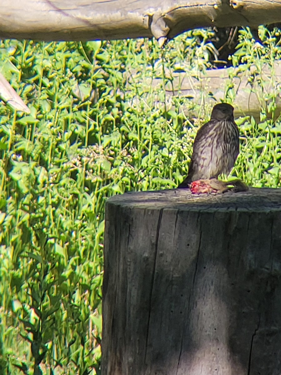 jestřáb americký - ML637029276