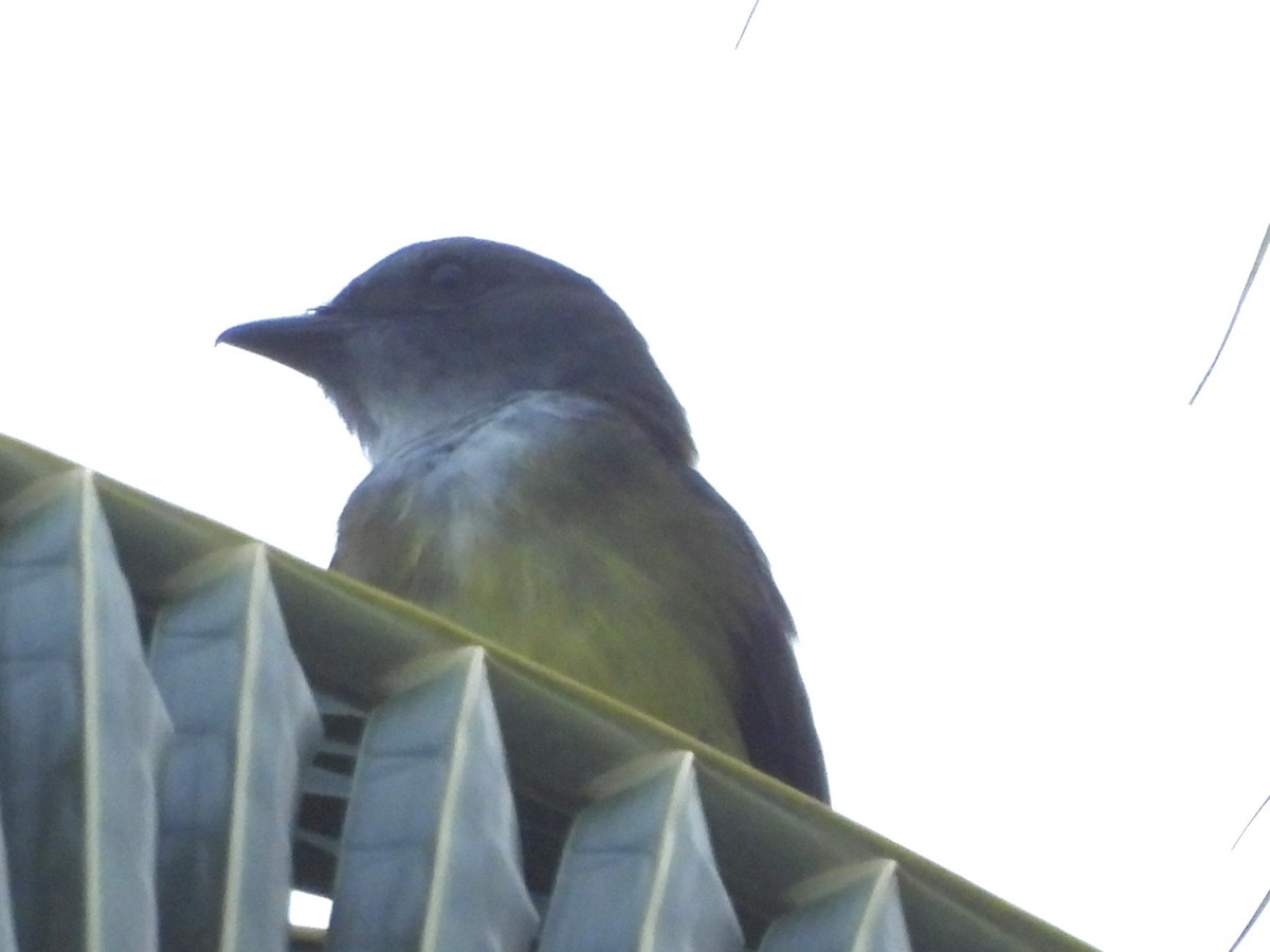 Sulphury Flycatcher - ML637029289
