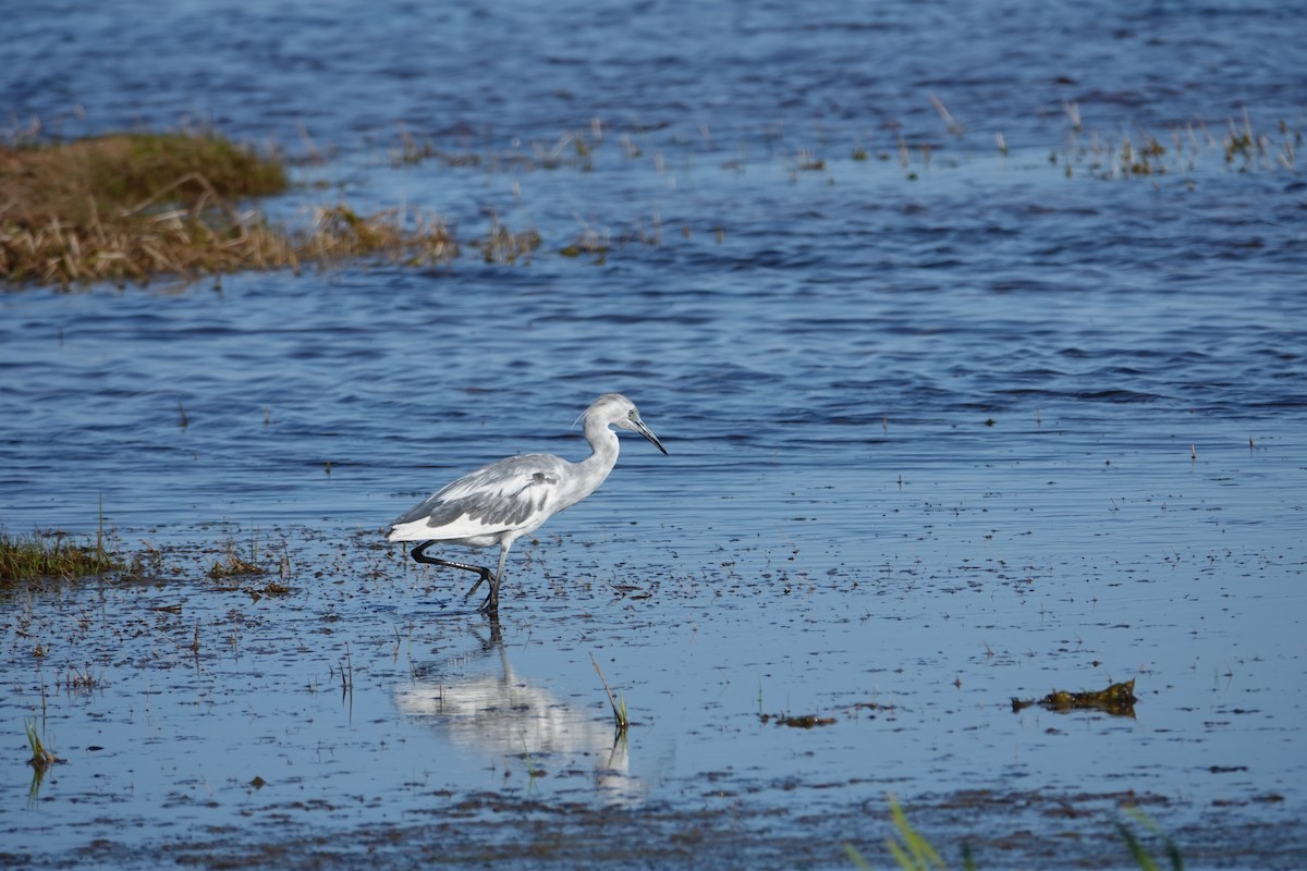Little Blue Heron - ML637029352