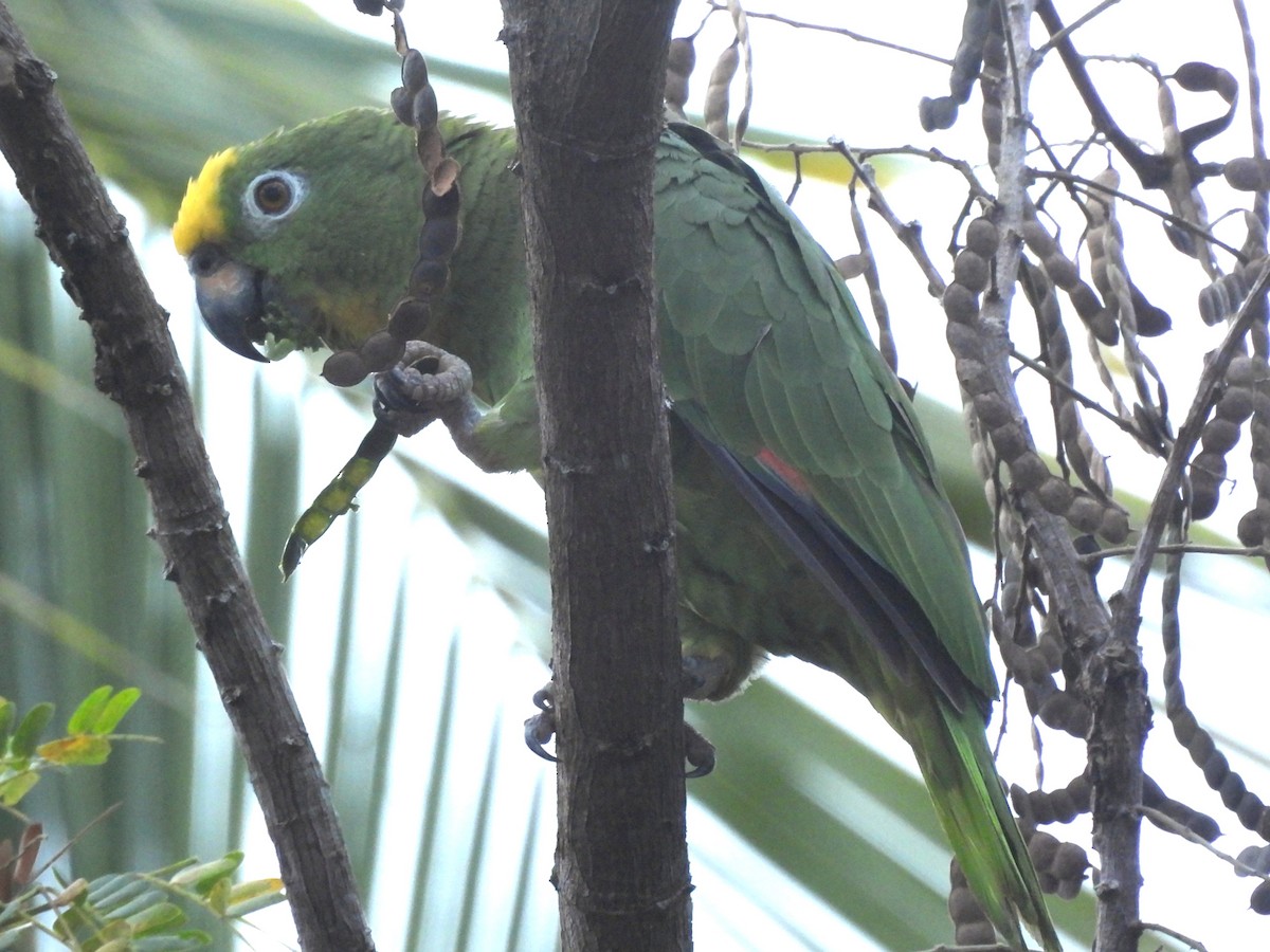 Yellow-crowned Amazon - ML637029371