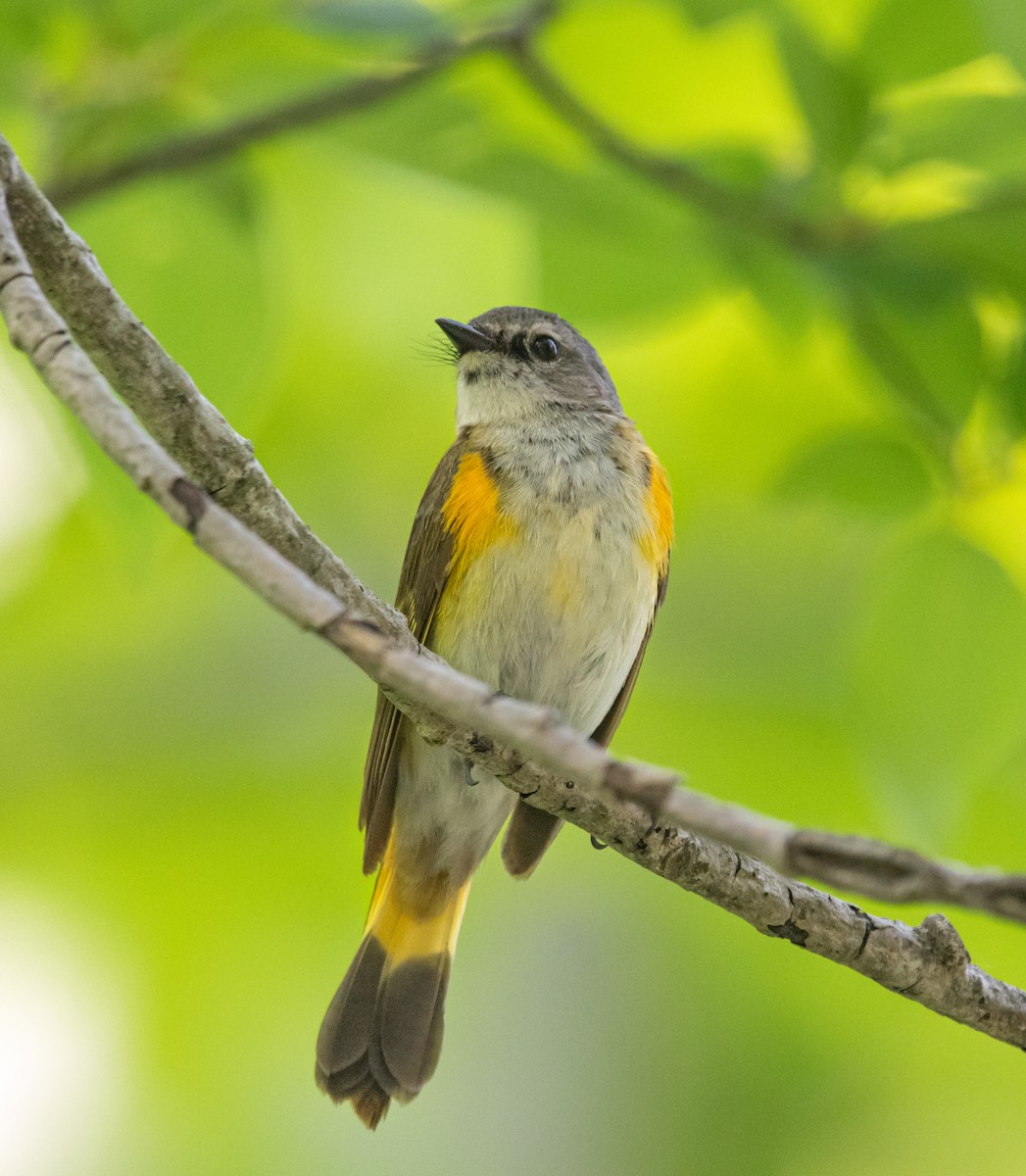 American Redstart - ML637029416