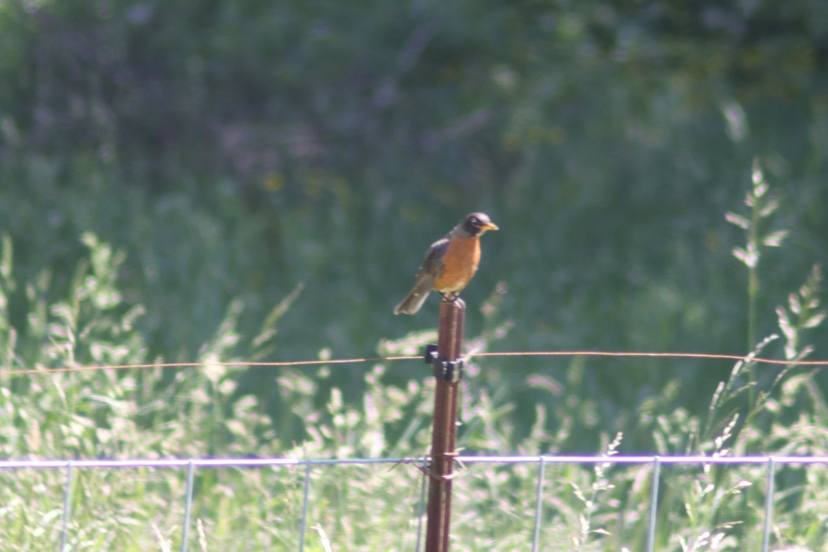 American Robin - ML637029428