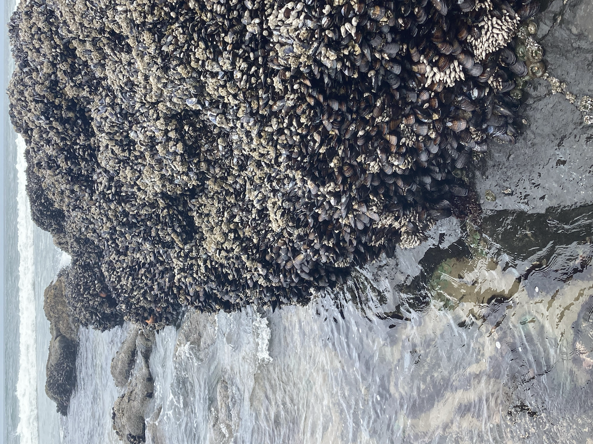 Animals - ML637029435