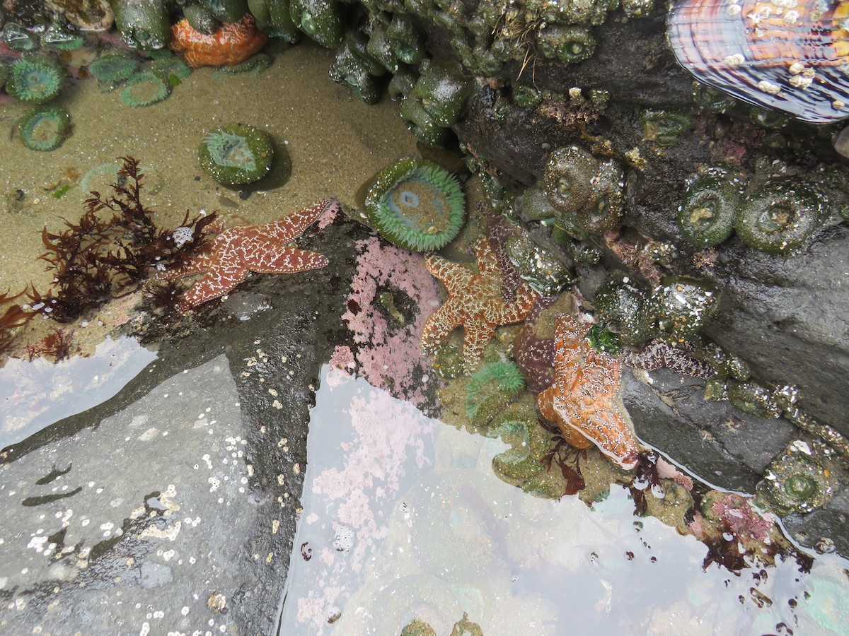 Animals - Brianna Hitchcock