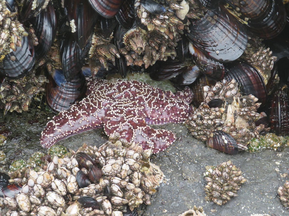 Animals - ML637029464