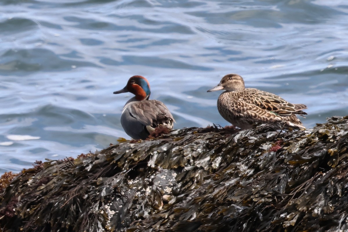 Green-winged Teal - ML637029473
