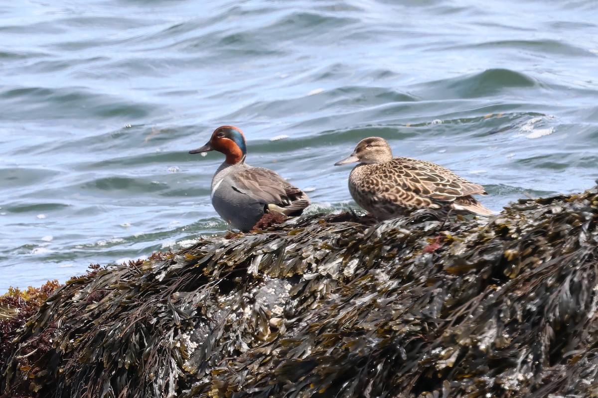 Green-winged Teal - ML637029474