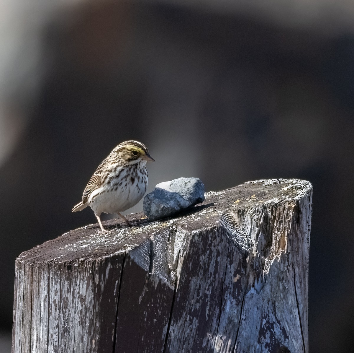 Savannah Sparrow - ML637029557