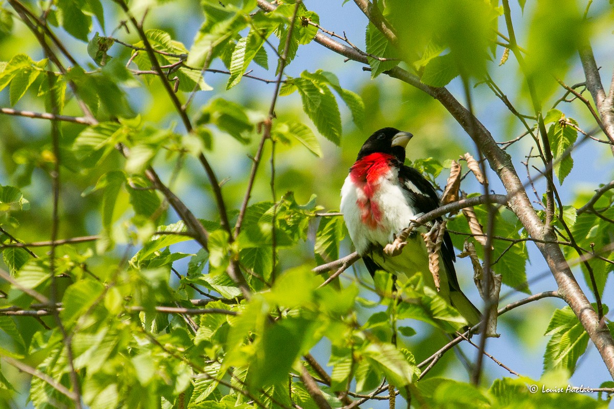 Rose-breasted Grosbeak - ML637029568