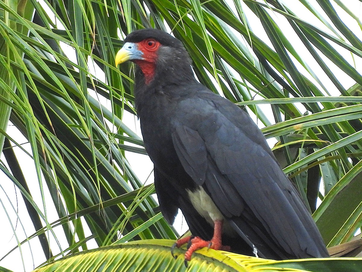 Red-throated Caracara - ML637029589