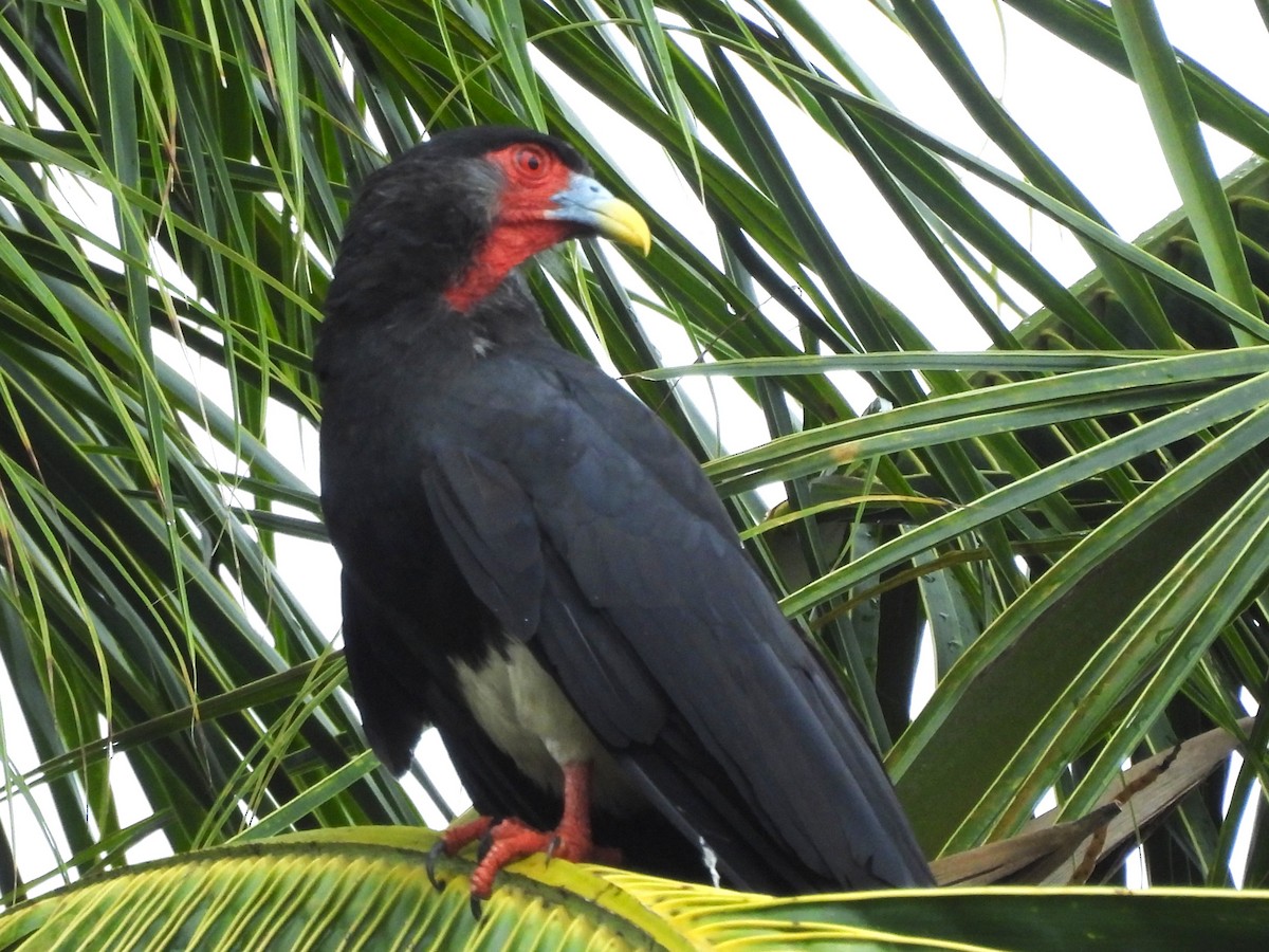 Red-throated Caracara - ML637029590