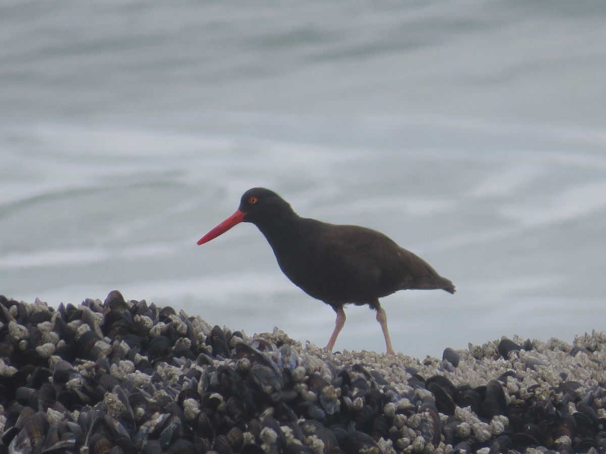 Black Oystercatcher - Brianna Hitchcock