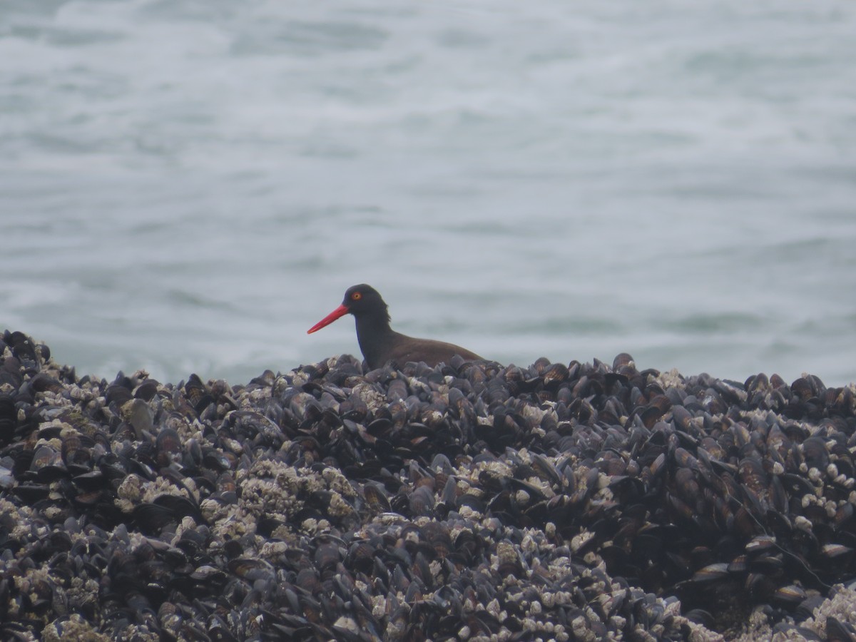 Black Oystercatcher - Brianna Hitchcock