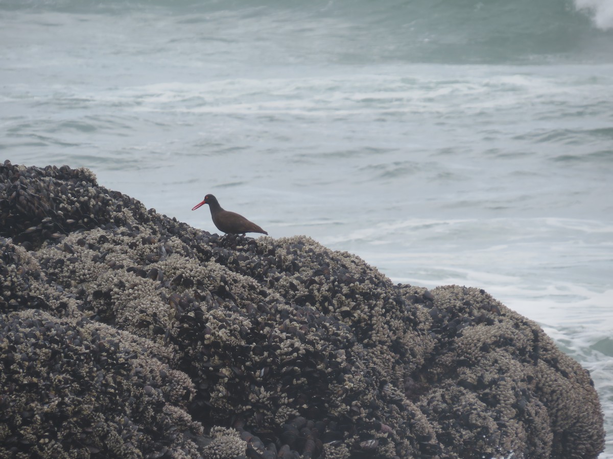 Black Oystercatcher - ML637029655