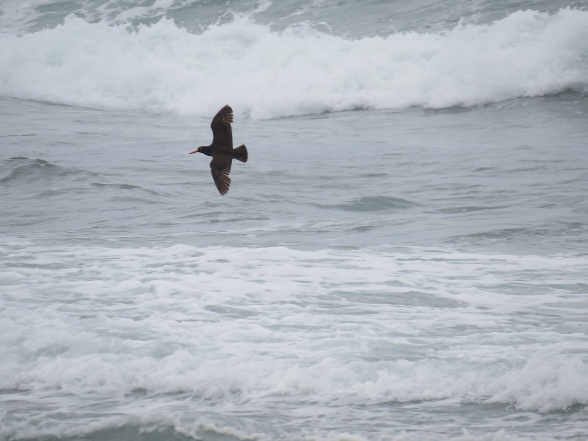 Black Oystercatcher - ML637029656