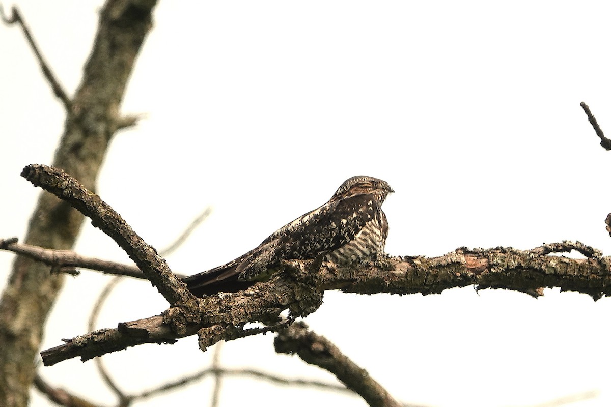 Common Nighthawk - ML637029705