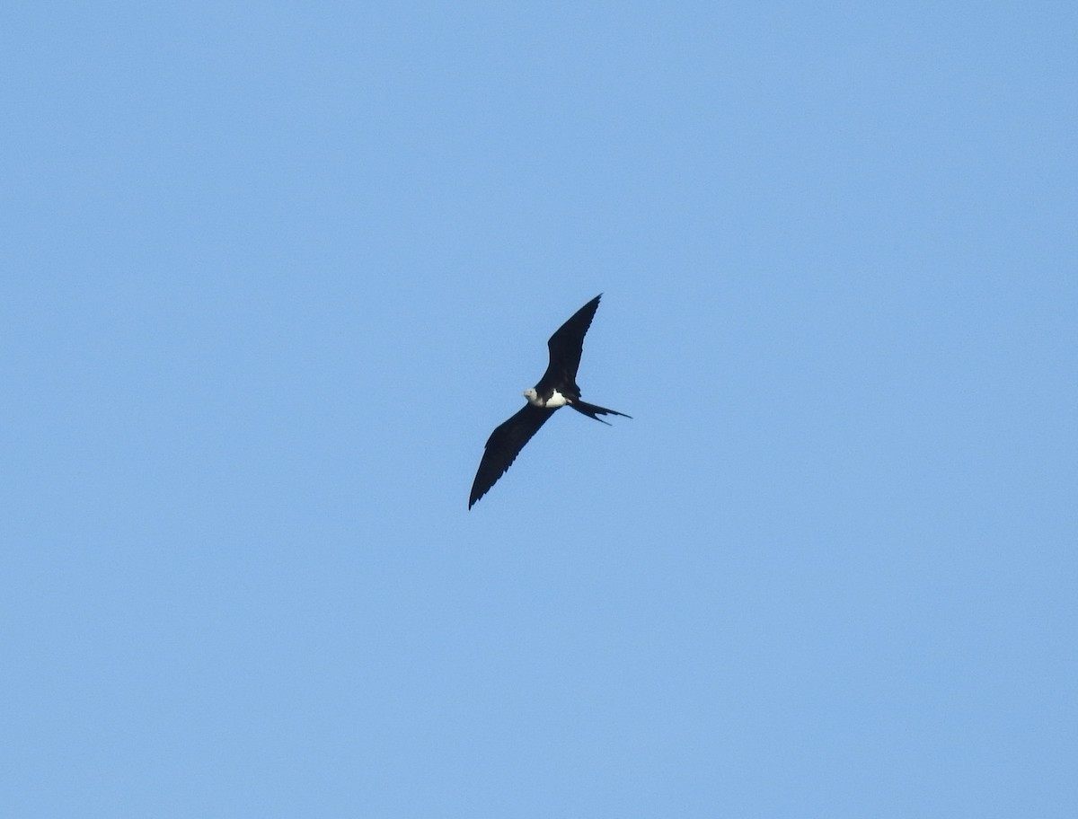 Christmas Island Frigatebird - ML63702971