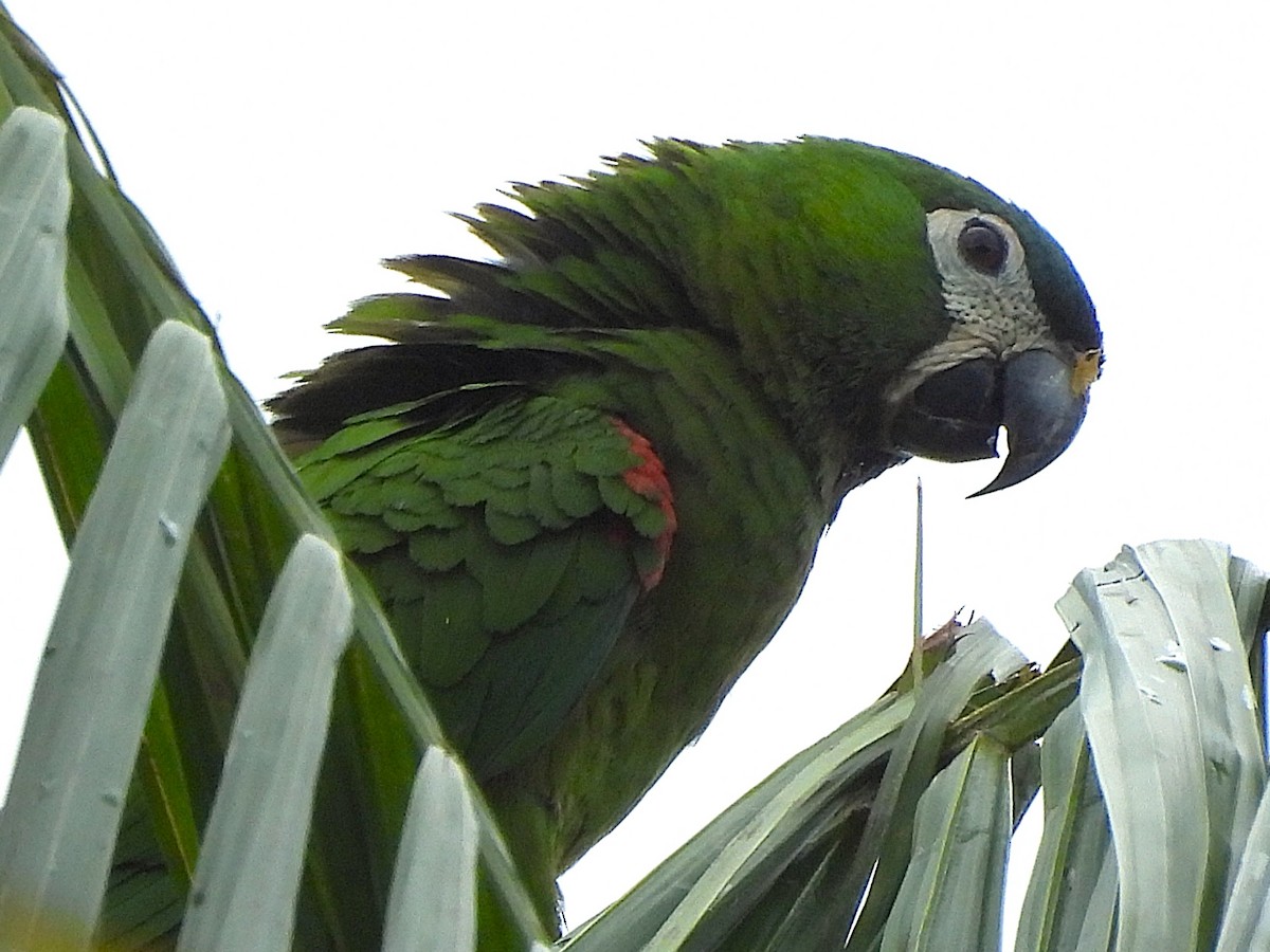 Red-shouldered Macaw - ML637029725