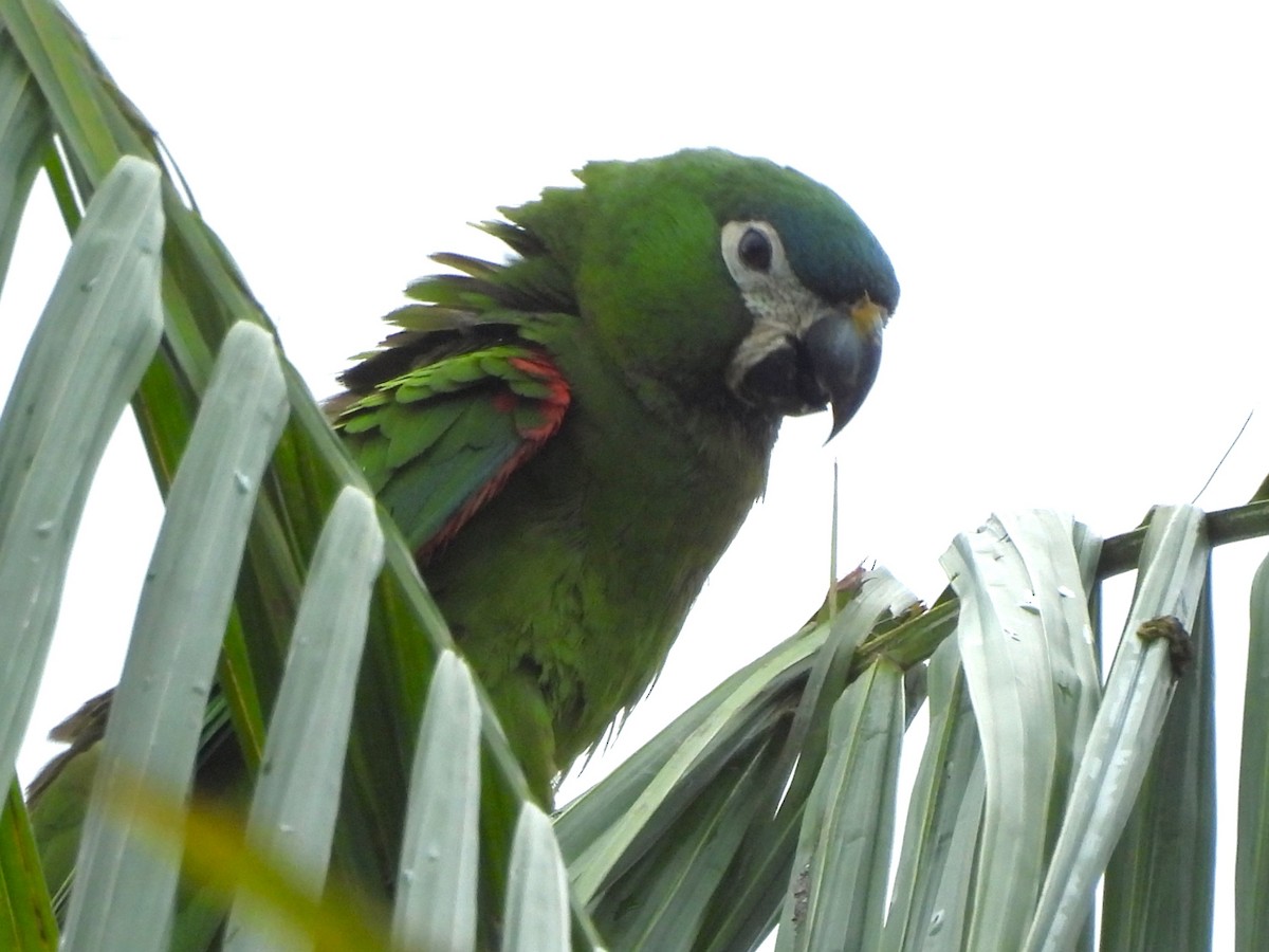 Red-shouldered Macaw - ML637029762