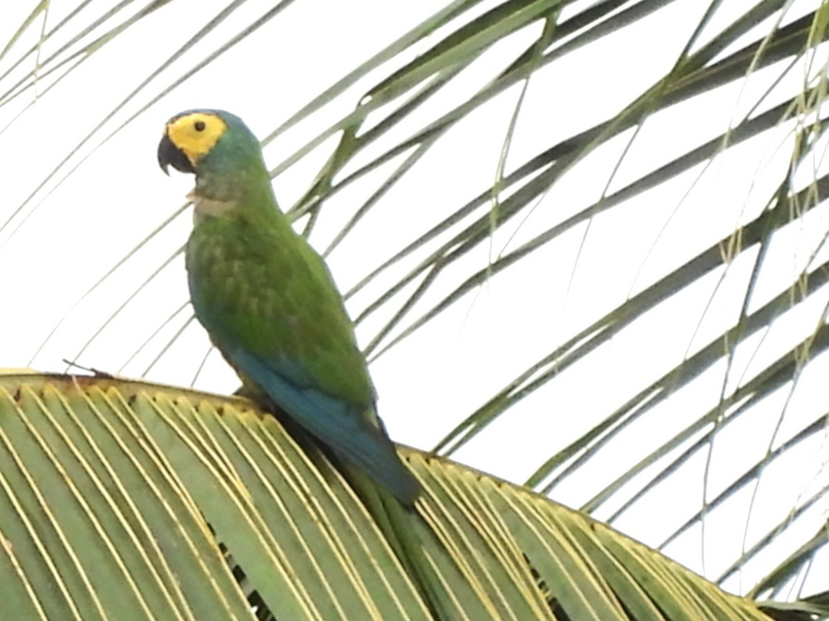 Red-bellied Macaw - ML637029798