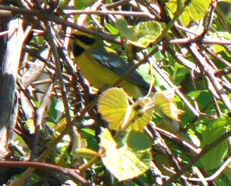 Lawrence's Warbler (hybrid) - ML637029803