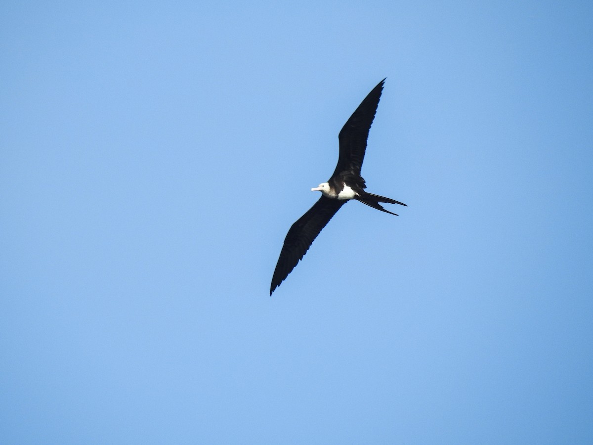 Christmas Island Frigatebird - Pam Rasmussen