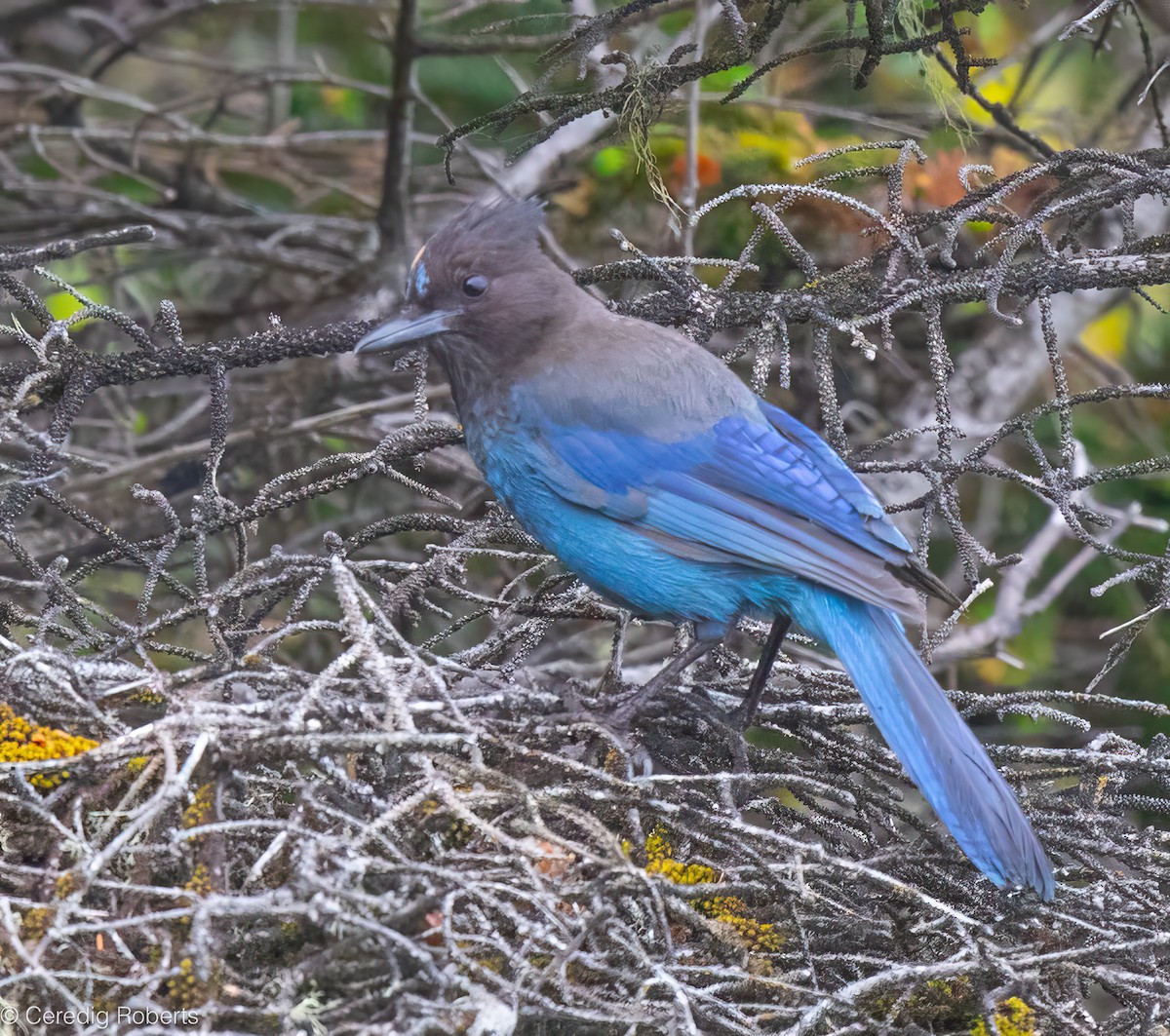Steller's Jay - ML637029951